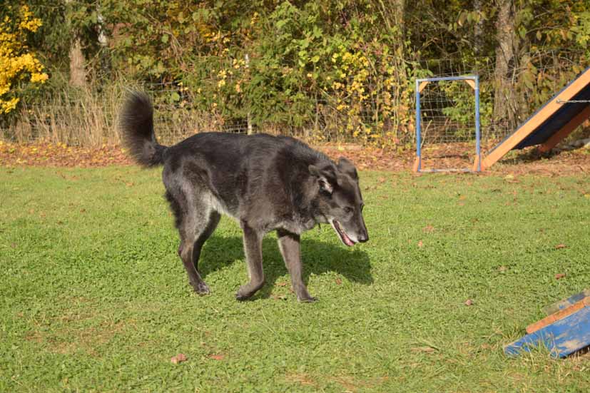 Luis - Ein alter Hund ist doch kein D-Zug.jpg (827 x 551)